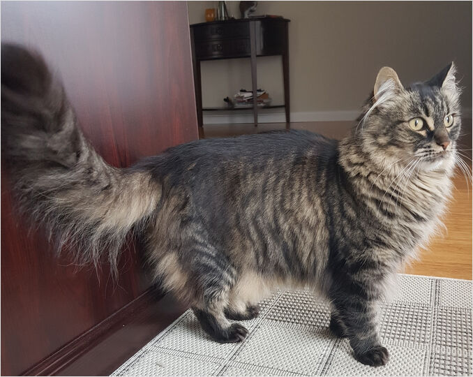 A beautiful cat